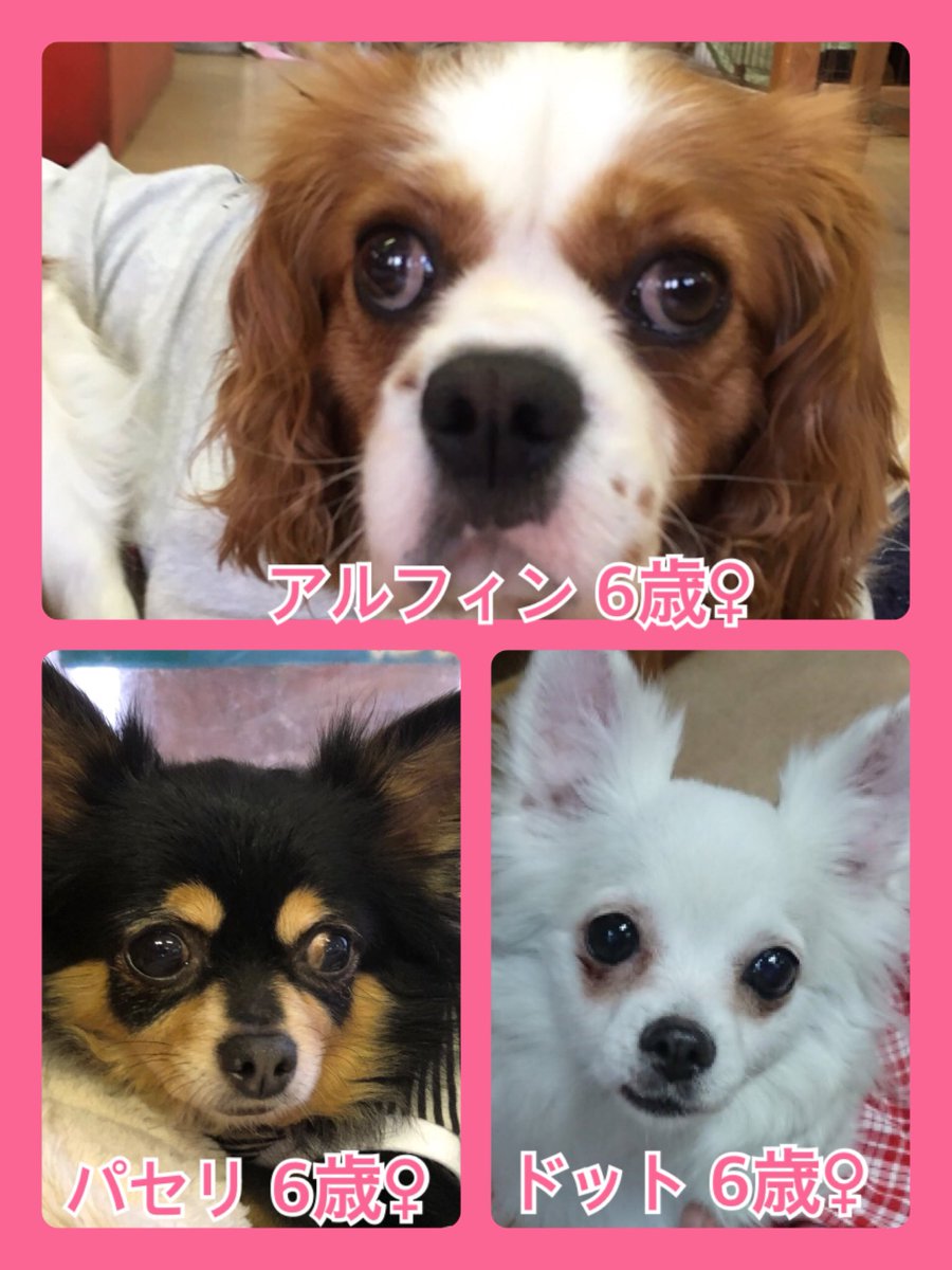 🐾今日の里親様募集中ワンコ🐶メンバーです🐾2019,4,23